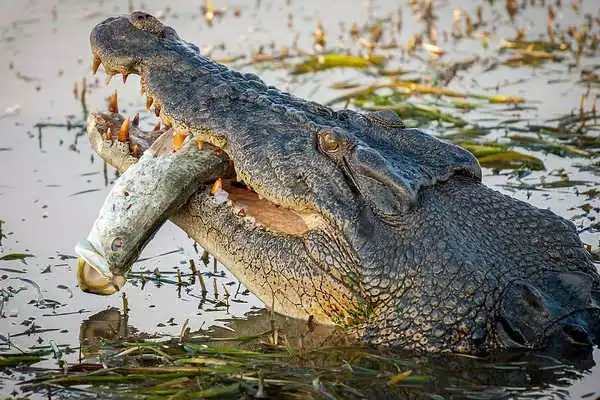 Crocodile Eating