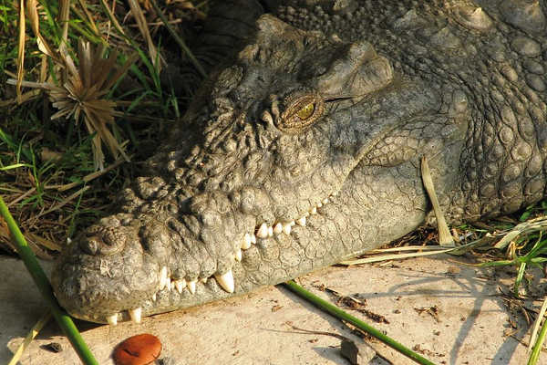 Crocodile Sleeping