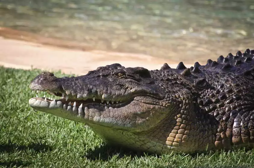 Quick Facts About Saltwater Crocodiles
