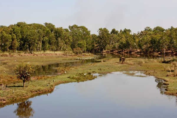 Explore Mamukala Wetlands