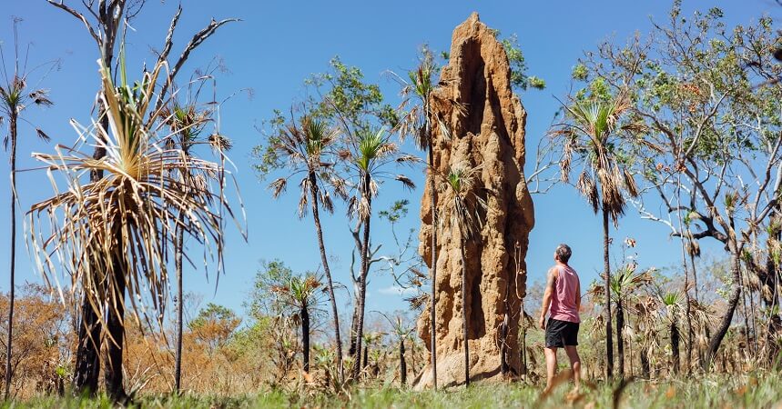 Kakadu and Litchfield Tour Termite Mounds