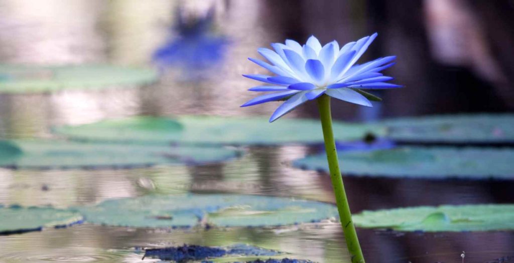 Purple waterlily