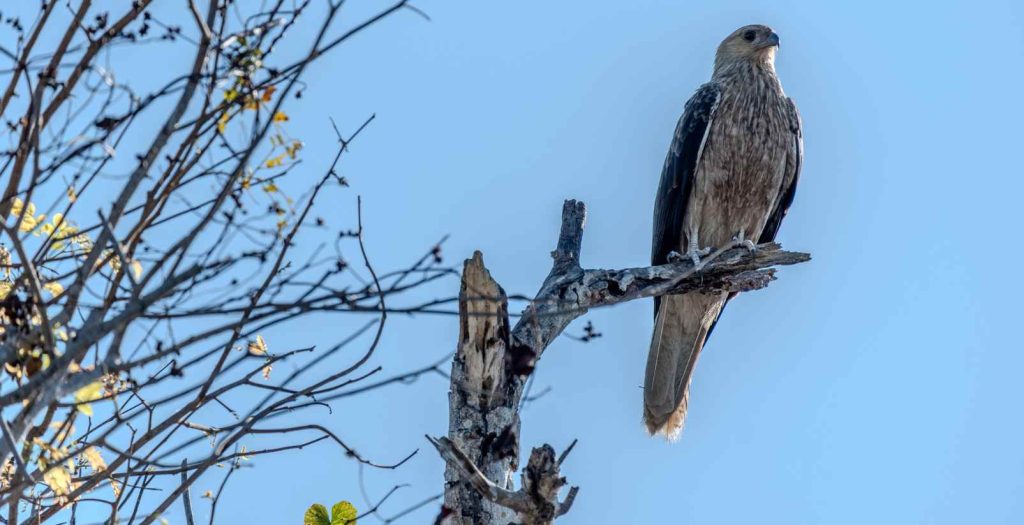 eagle sitting on branch