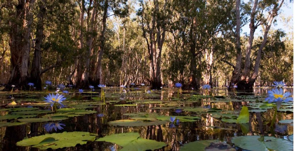 water lilies in wetlands