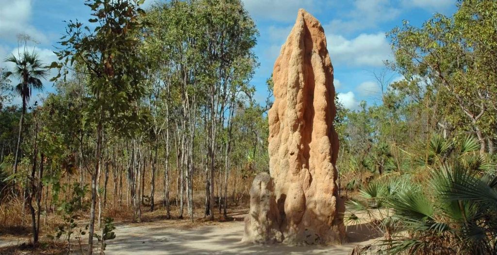 termite-mounds