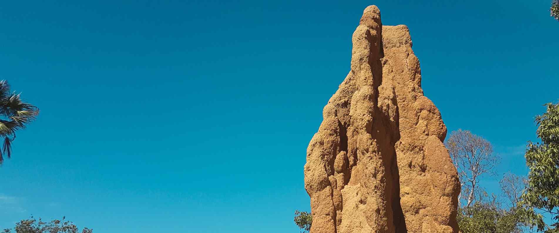 Tall termite mound