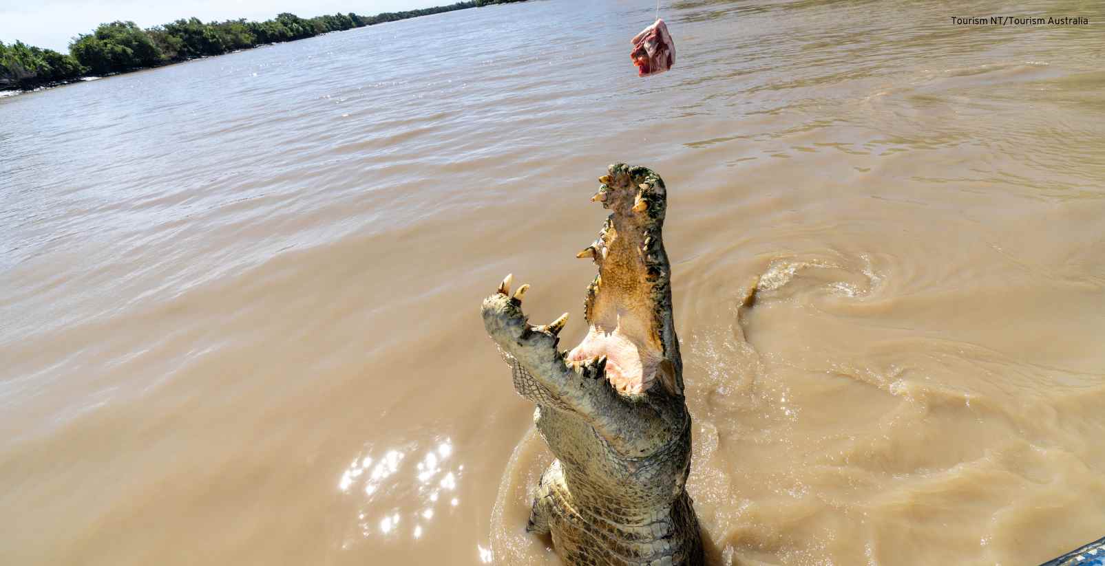 crocodile jumping up to bite at meat