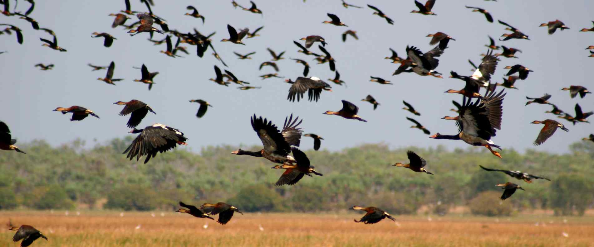 flock of birds flying over wetlands