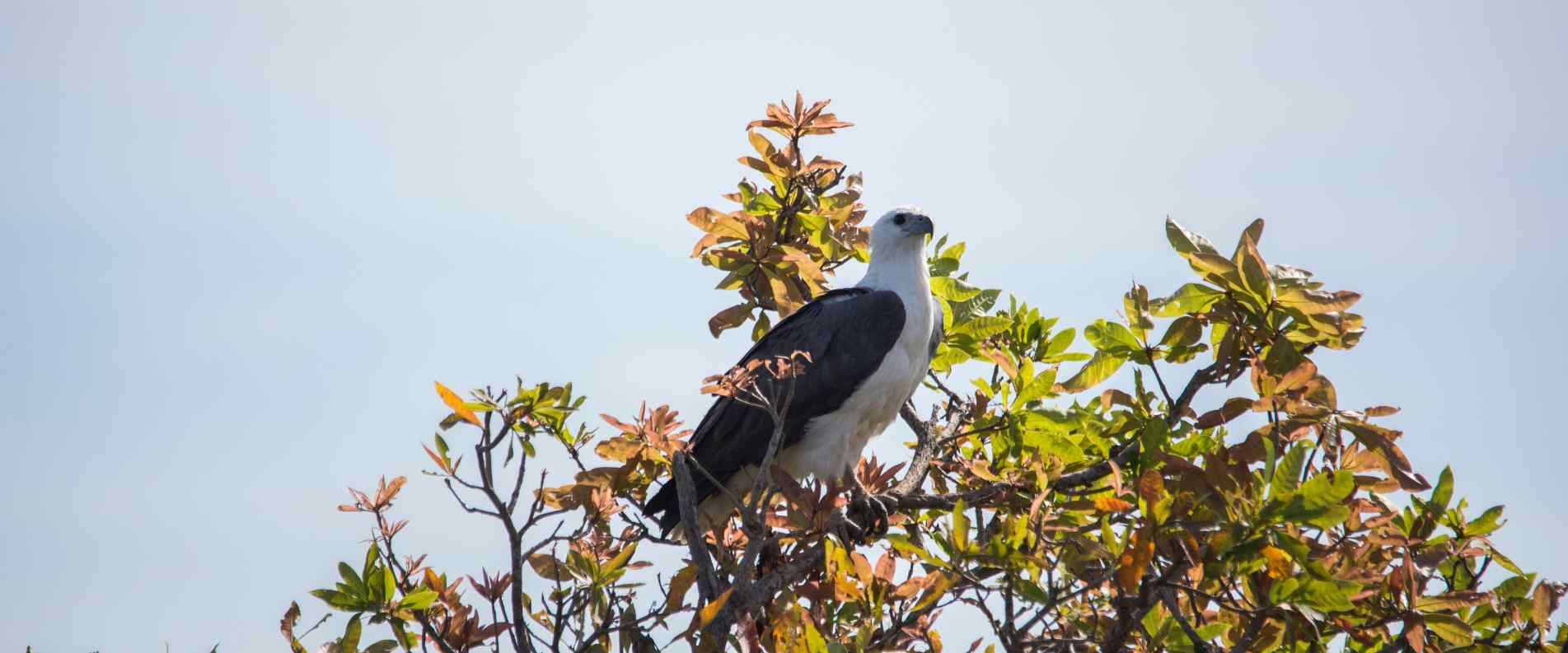 Bird sitting in the top of a  tree