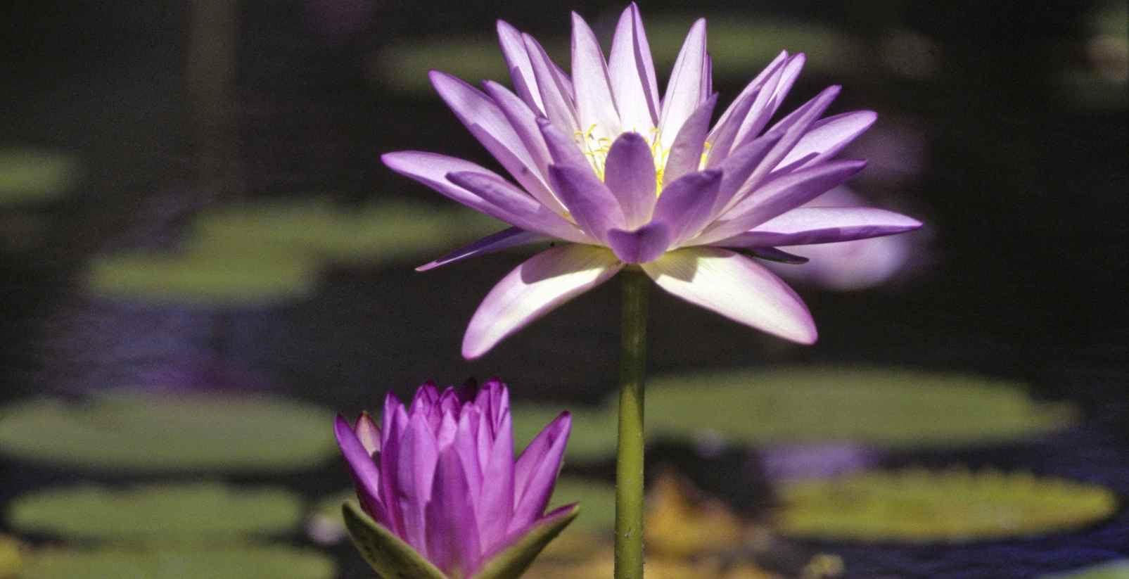 Water Lilly flower