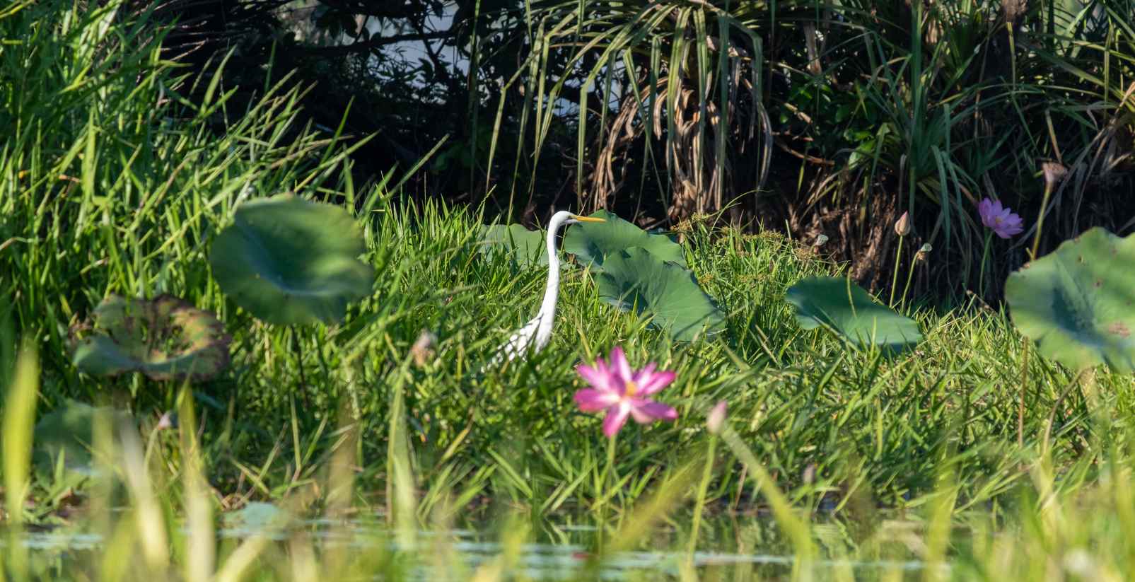 a bird and flower in wetlands