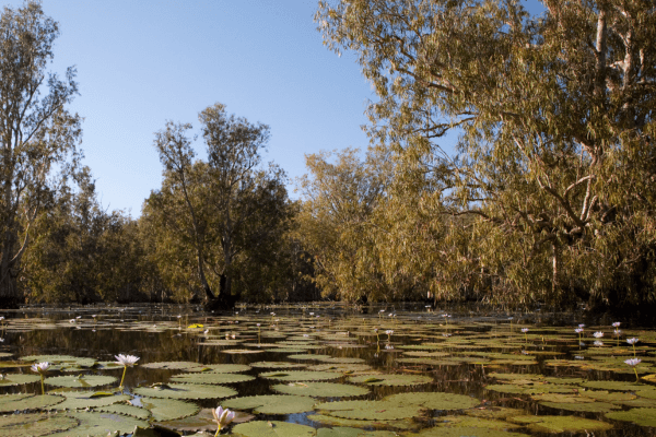 Mamukala wetlands