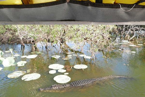 Best way to see Kakadu