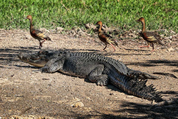 Saltwater Crocodile