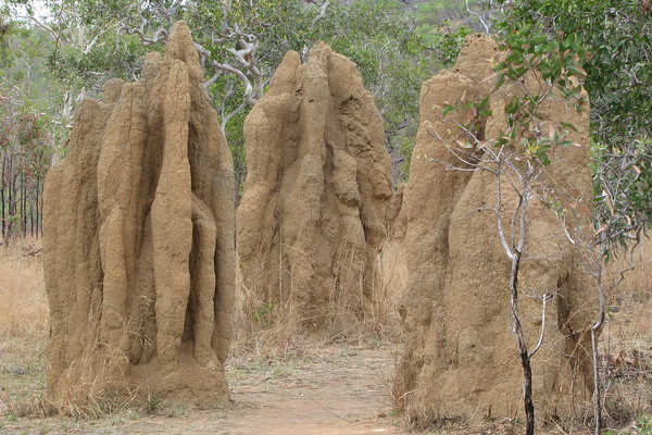 Termite Mounds