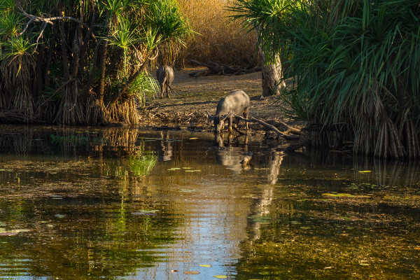 Wildlife at Yellow Water Billabong