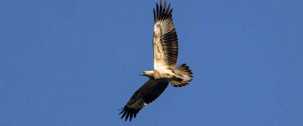 White bellied sea eagle