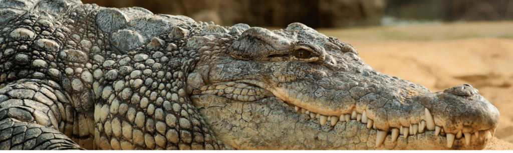 crocodile up close with sharp teeth