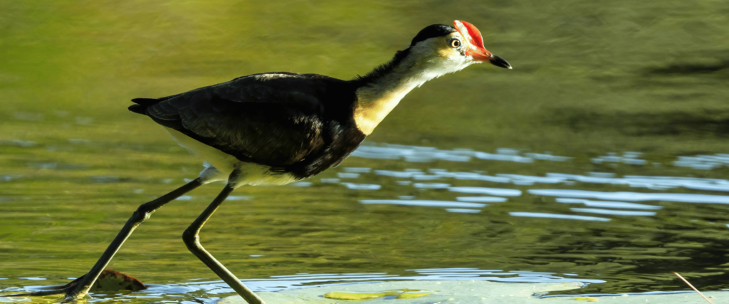 bird in the water